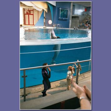 dolphin show 02...just made it in time