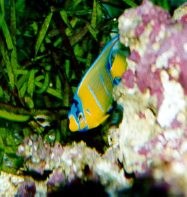 queen angel fish/ epcot, FL