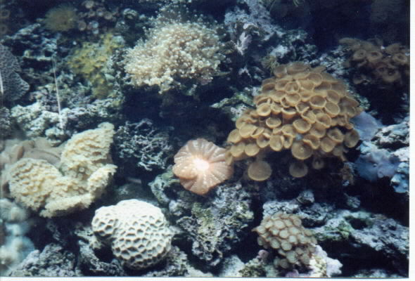 coral at camden, NJ